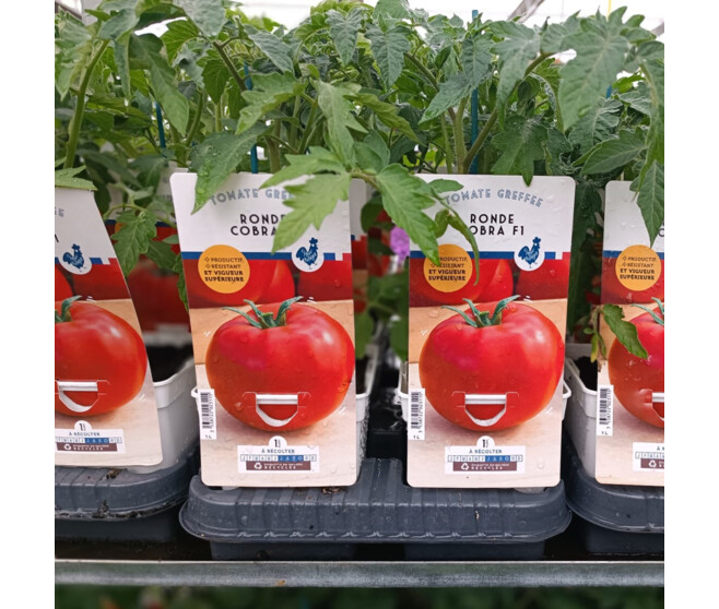 TOMATE GREFFEE COBRA