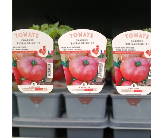 TOMATE BUFFALO PINK