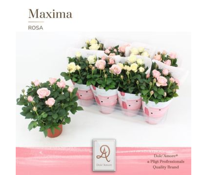 ROSIER INFINITY