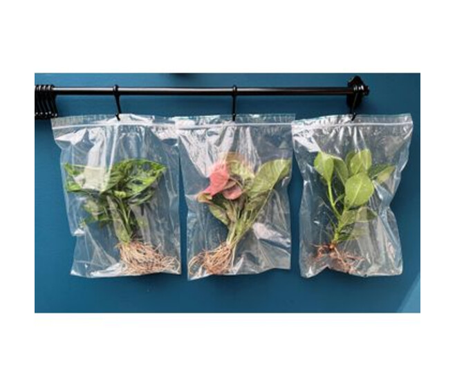 PLANTE VERTE HYDROCULTURE