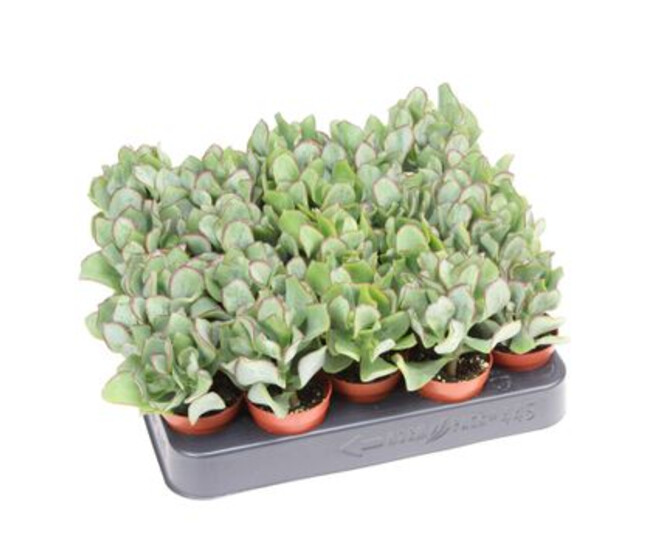 CRASSULA ARBORESCENS