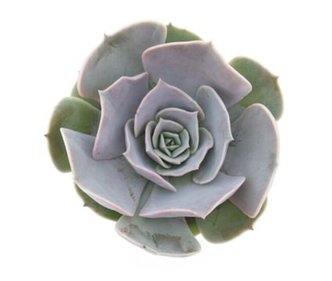 ECHEVERIA POLLUX