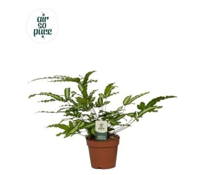 PTERIS ALBOLINEATA