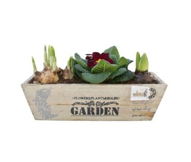 PRIMEVERE X1 NARCISSE  X1 JACINTHE X1 JARD BOIS