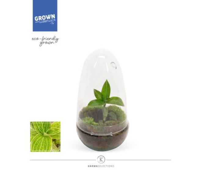 ORCHIDEE SPHERE