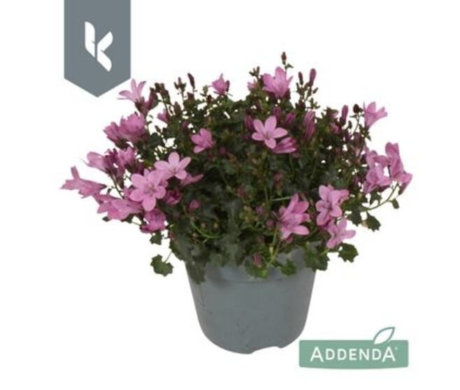 CAMPANULE AMBELLA PINK