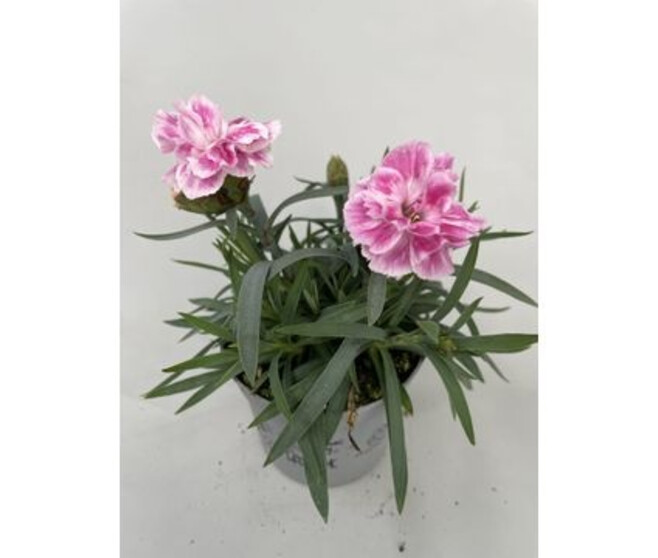 OEILLET DIWALI ROUGE ROSE