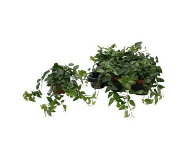 HEDERA VERT