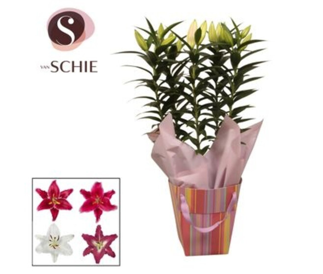 LILIUM 5PP VARIE