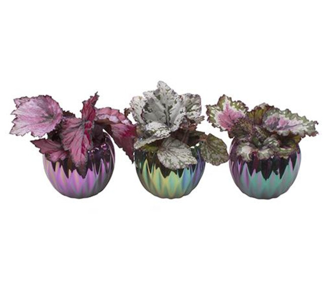 BEGONIA REX CERAM