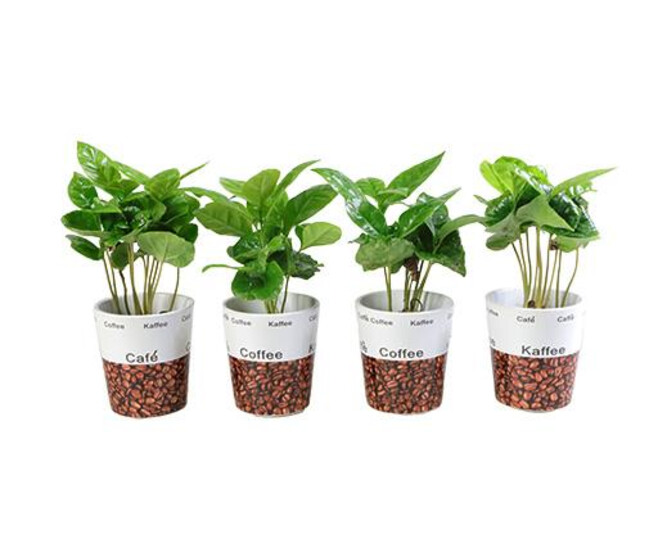COFFEA ARABICA CERAM