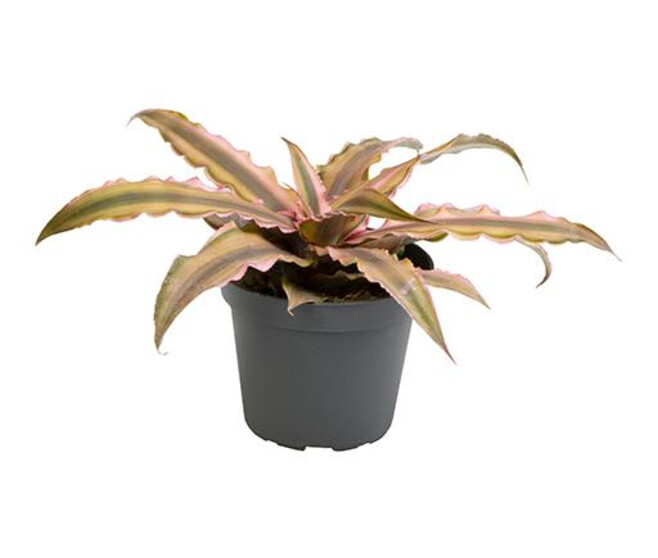 CRYPTANTHUS BIVITTATUS PINK STAR