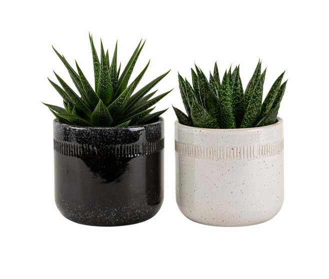 SUCCULENTE VARIEES CERAM