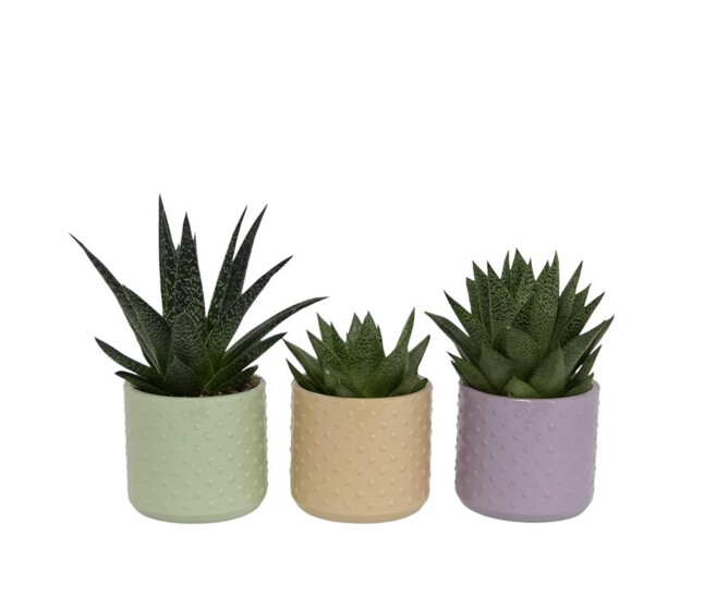 SUCCULENTE VARIEES CERAM