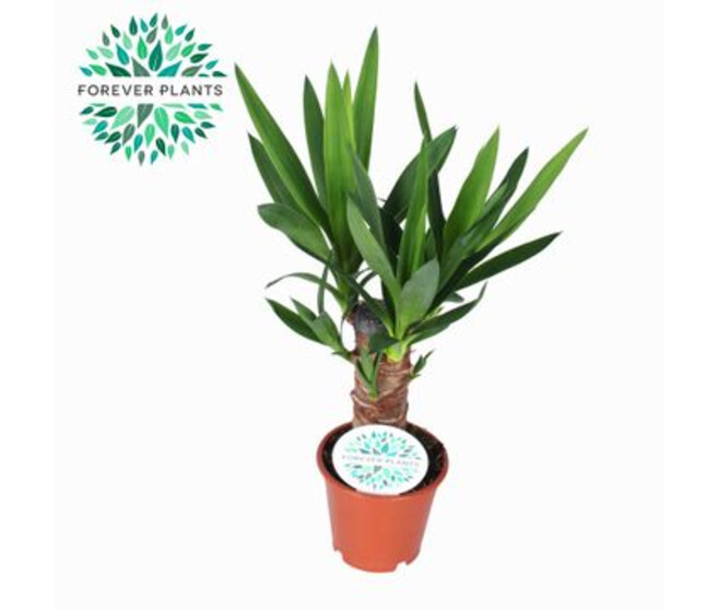 YUCCA TIGE