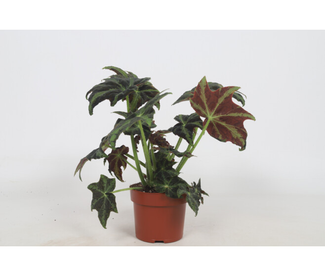 BEGONIA BLAD