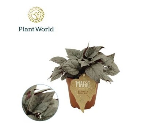 BEGONIA MAGIC COLOURS BOLERO