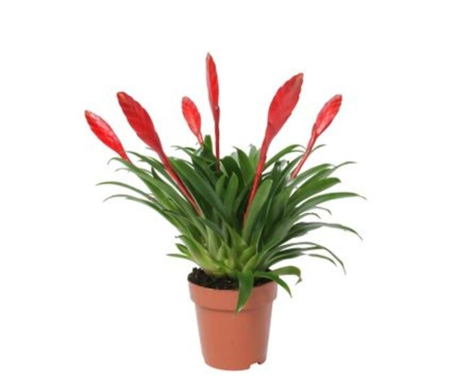 VRIESEA CONCHITA 5FL