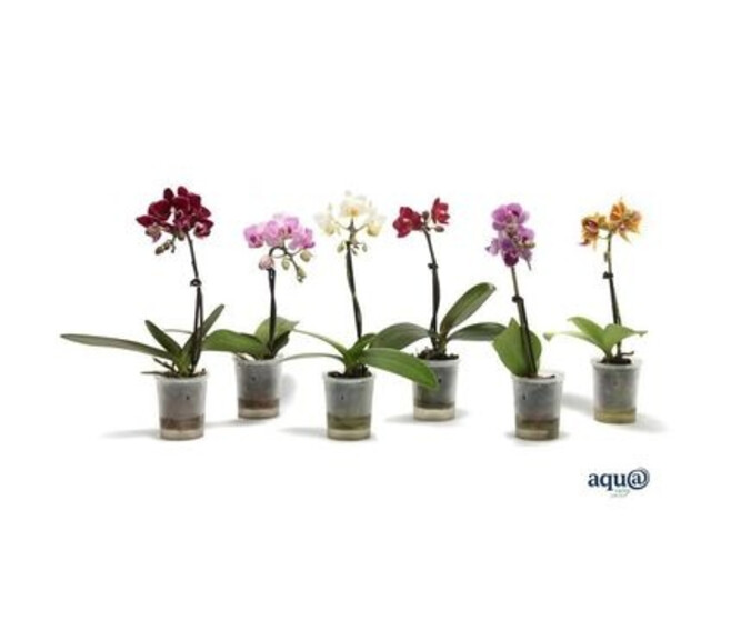 PHALAENOPSIS 1BR VARIE