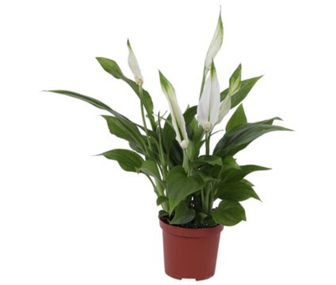 SPATHIPHYLLUM PEARL CUPIDO