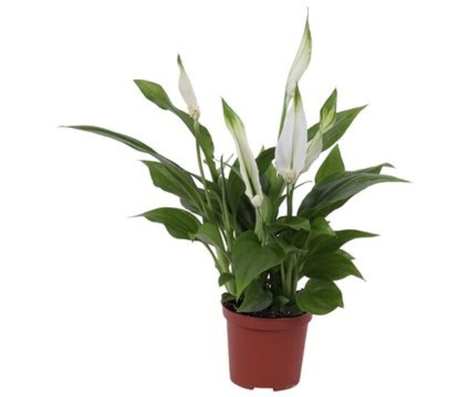 SPATHIPHYLLUM PEARL CUPIDO