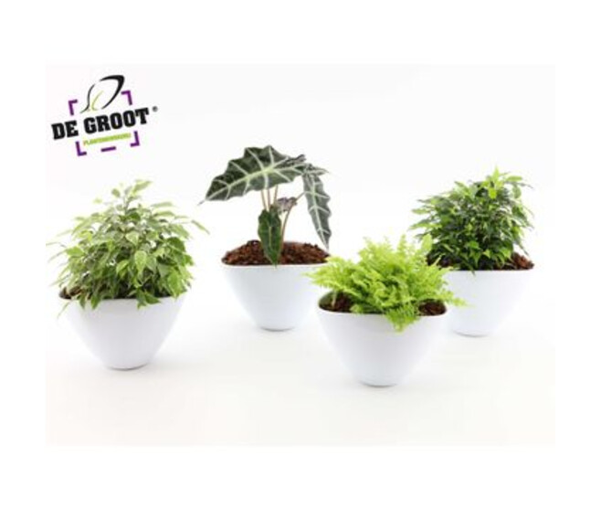 PLANTES VERTES COUPE CERAM