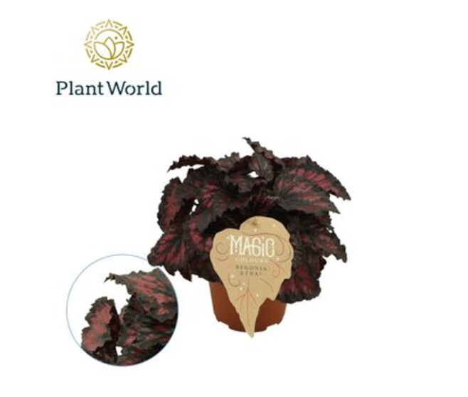 BEGONIA MAGIC COLOR ETNA
