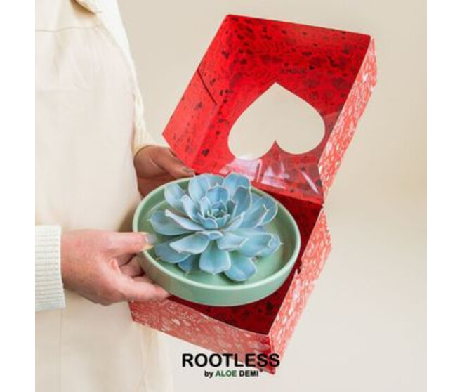 ECHEVERIA COUPE BOITE CADEAU