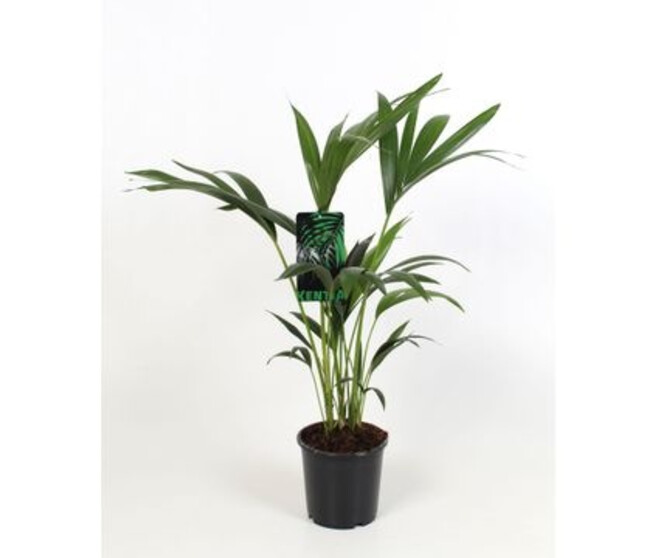 KENTIA FORSTERIANA 4PP