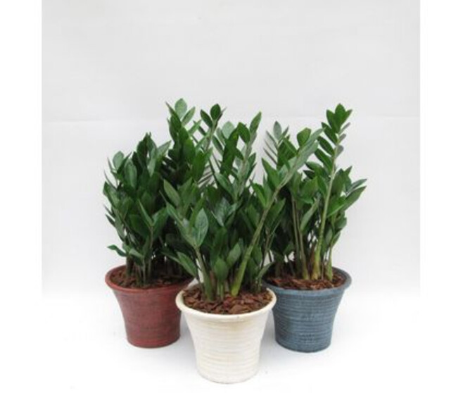 ZAMIOCULCAS CERAM