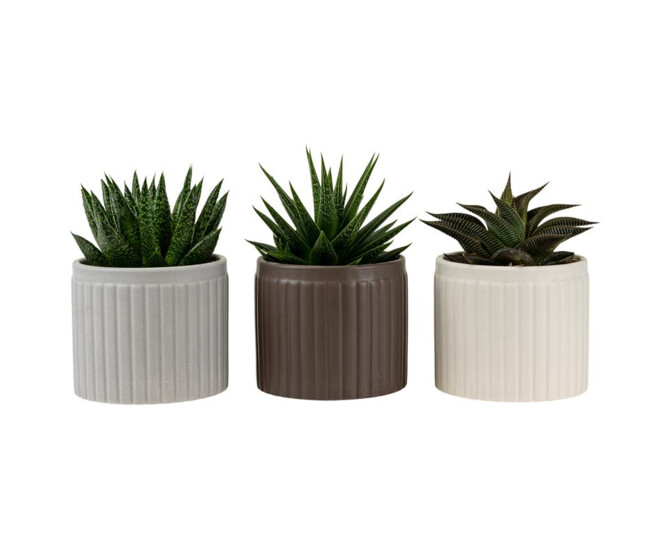 SUCCULENTE CERAM