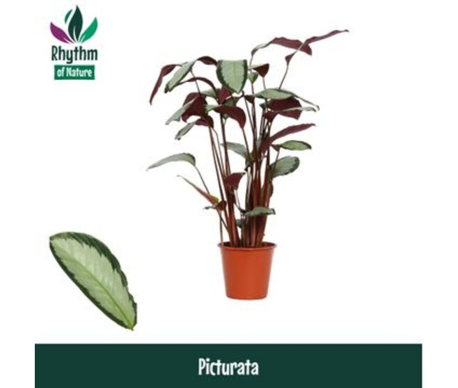 CALATHEA ARGENTEA
