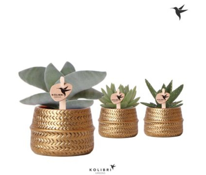 SUCCULENTE CERAM OR