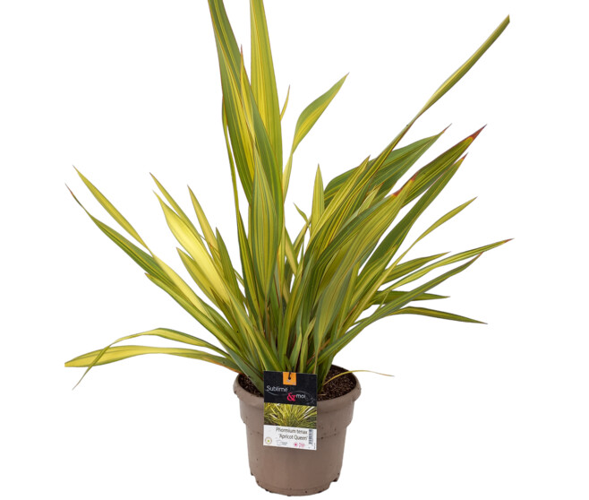 PHORMIUM TENAX APRICOT QUEEN