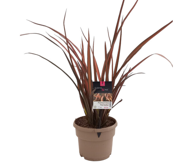 PHORMIUM TENAX PINK PANTHER