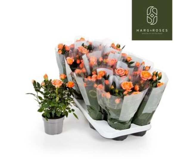ROSIER KORDANA ORANGE