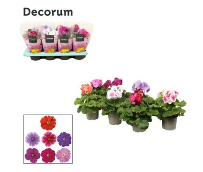 PRIMEVERE OBCONICA VARIEE