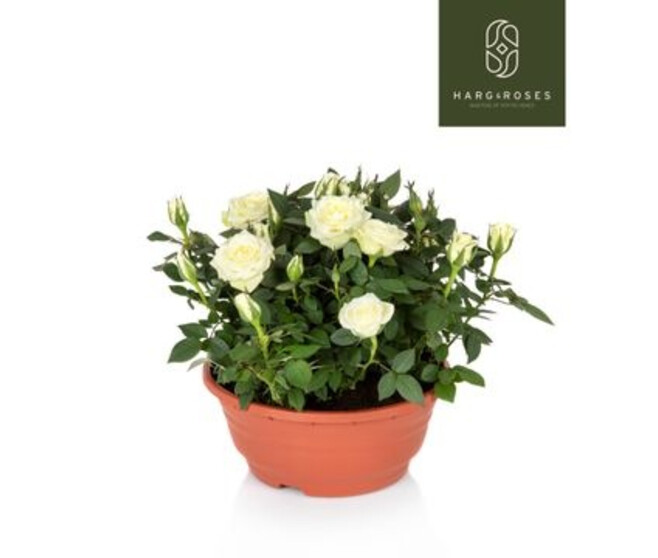 ROSIER KORDANA BLANC COUPE