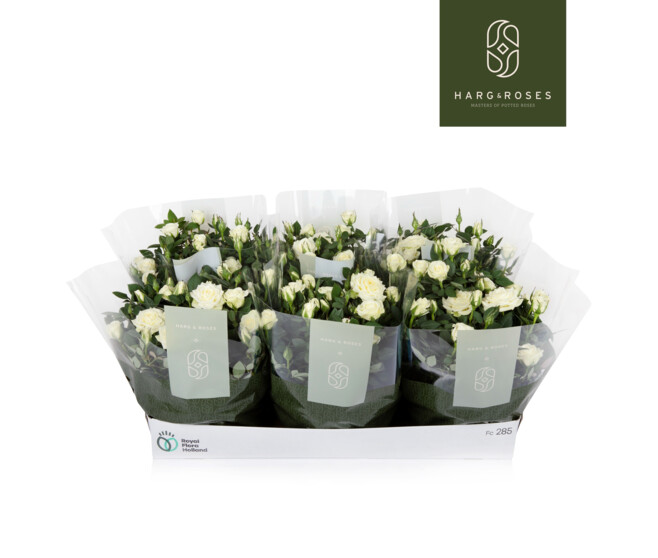 ROSIER KORDANA BLANC COUPE