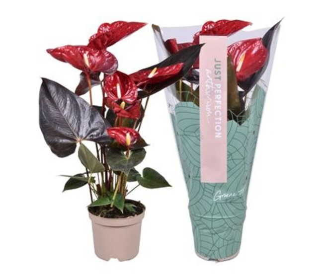 ANTHURIUM ANDREANUM DELICATA ROUGE