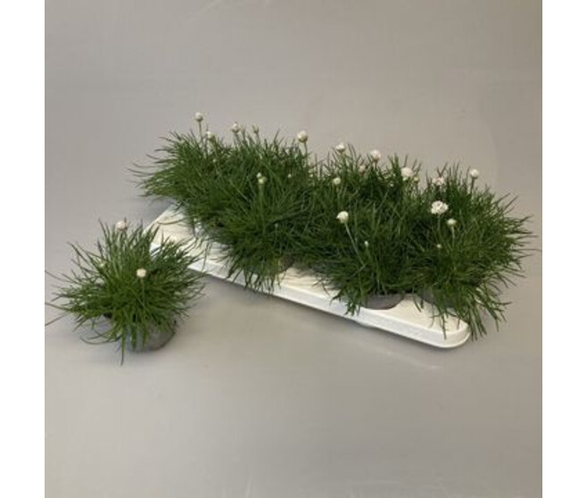 ARMERIA ARMADA BLANC