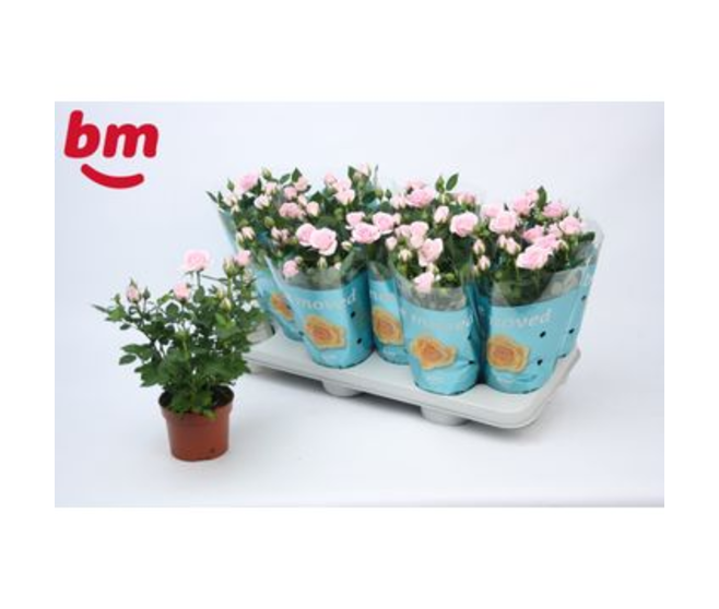 ROSIER JEWEL ROSE