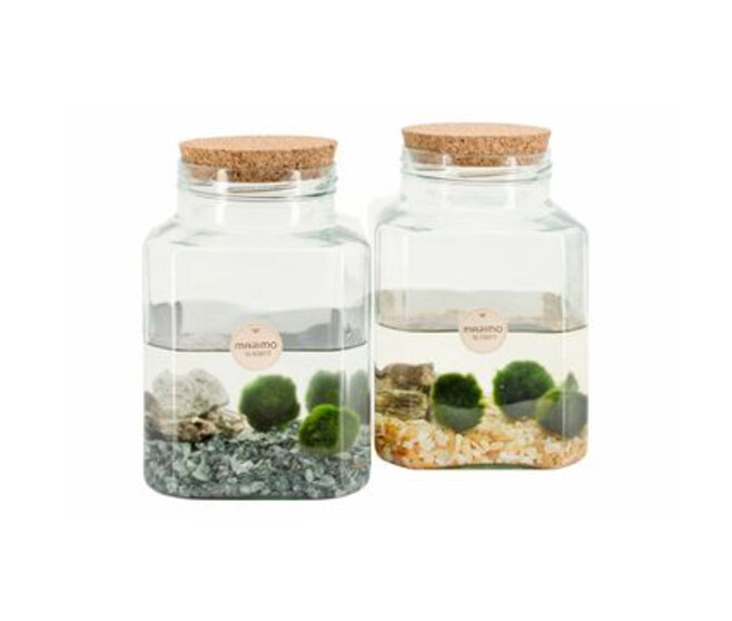 COMPO PLANTE AQUATIQUE TERRARIUM