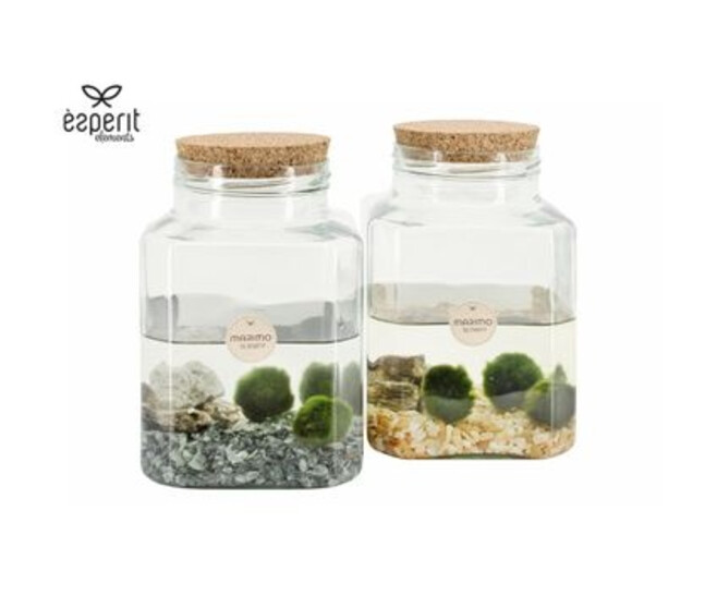 COMPO PLANTE AQUATIQUE TERRARIUM