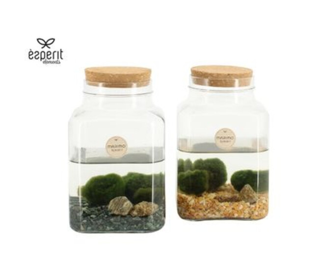 COMPO PLANTE AQUATIQUE TERRARIUM