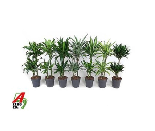 DRACAENA 45-15 VARIE