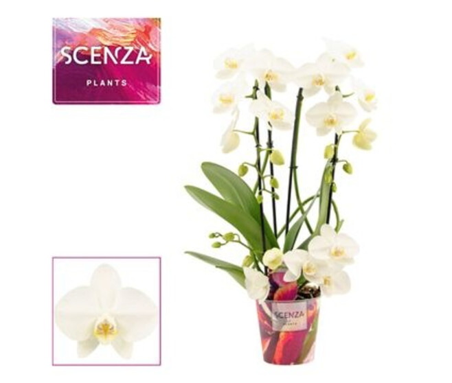 PHALAENOPSIS BLANC TWIRL