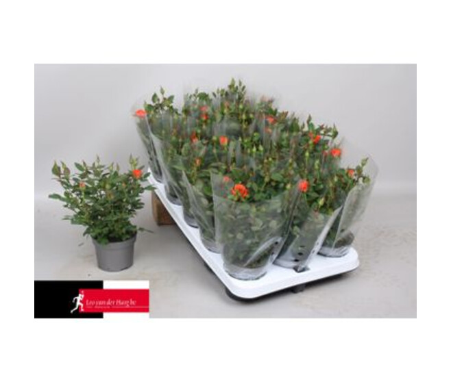 ROSIER KORDANA CALIBRA