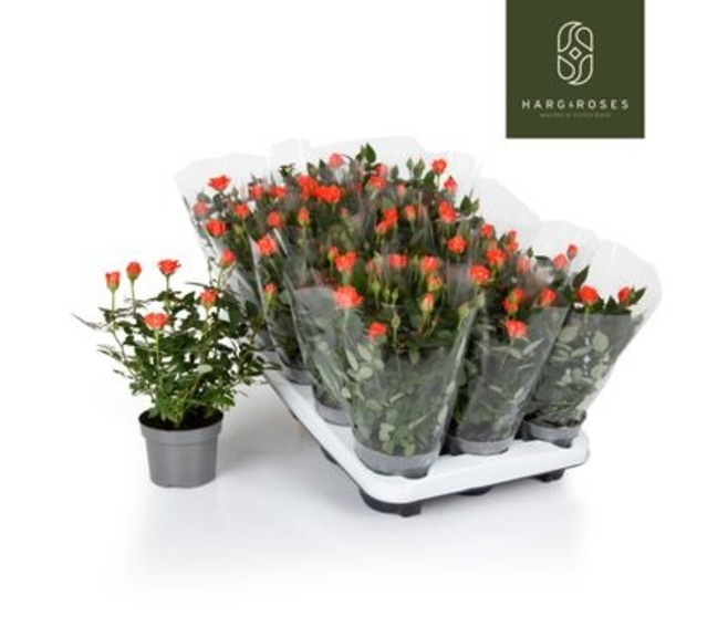 ROSIER KORDANA CALIBRA