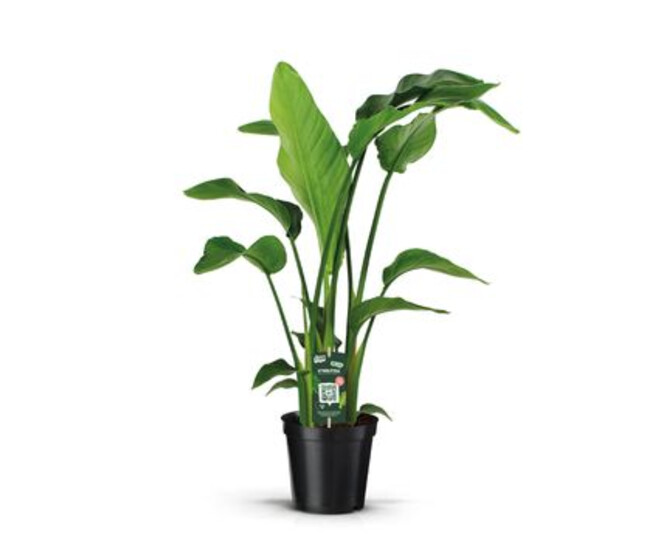 STRELITZIA NICOLAI